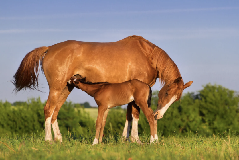 lymphangite cheval